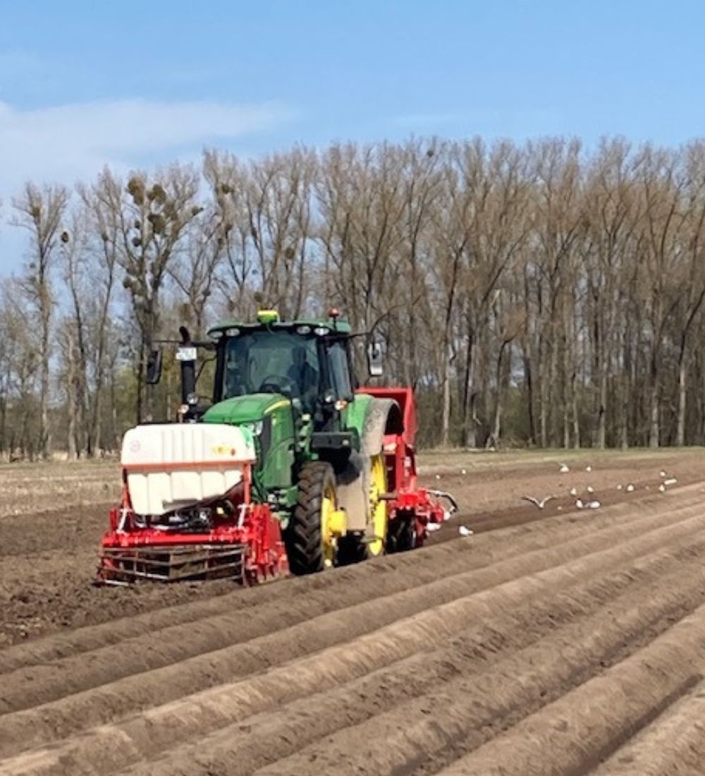 Neumärker Landhof Kartoffelpflanzen Kartoffellegen Hohenwutzen